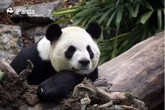 国际生物多样性日|大熊猫知多少?这部高分纪录片带给你答案