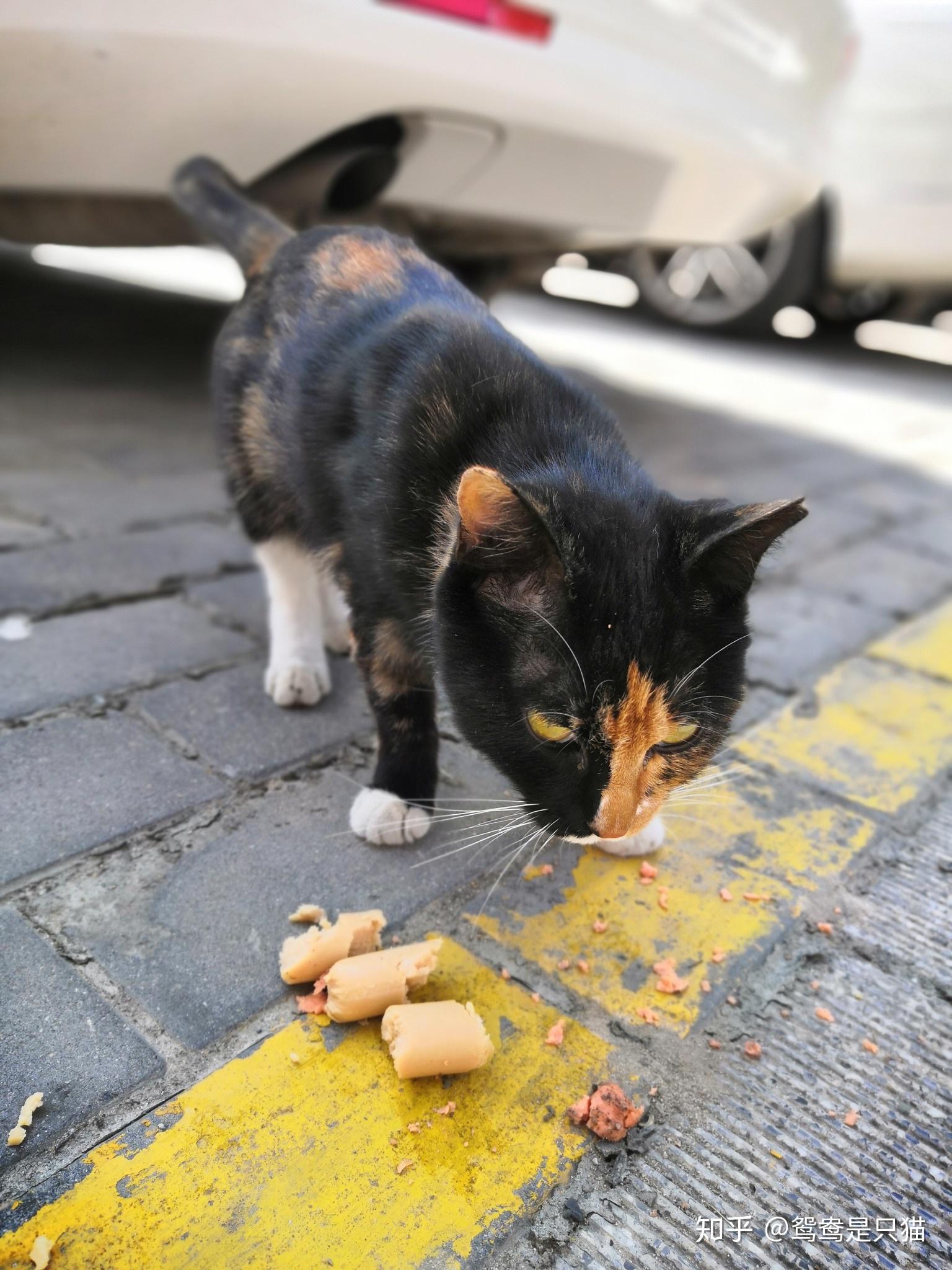 看见流浪猫就想哭抑制不住感觉自己都快崩溃了怎么办