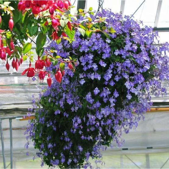 北阳台可以种的花卉植物