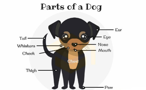 狗狗的身体部位英文表达