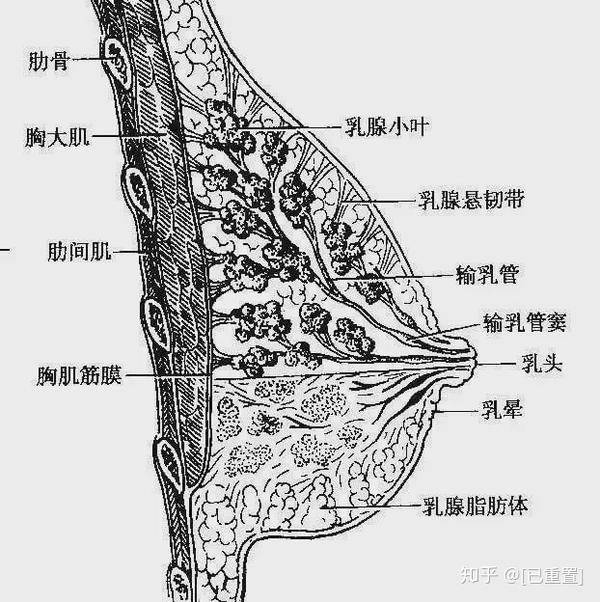 乳房的乳腺管错综分布,有很多乳腺导管之间的连接, 就如同树枝的分叉