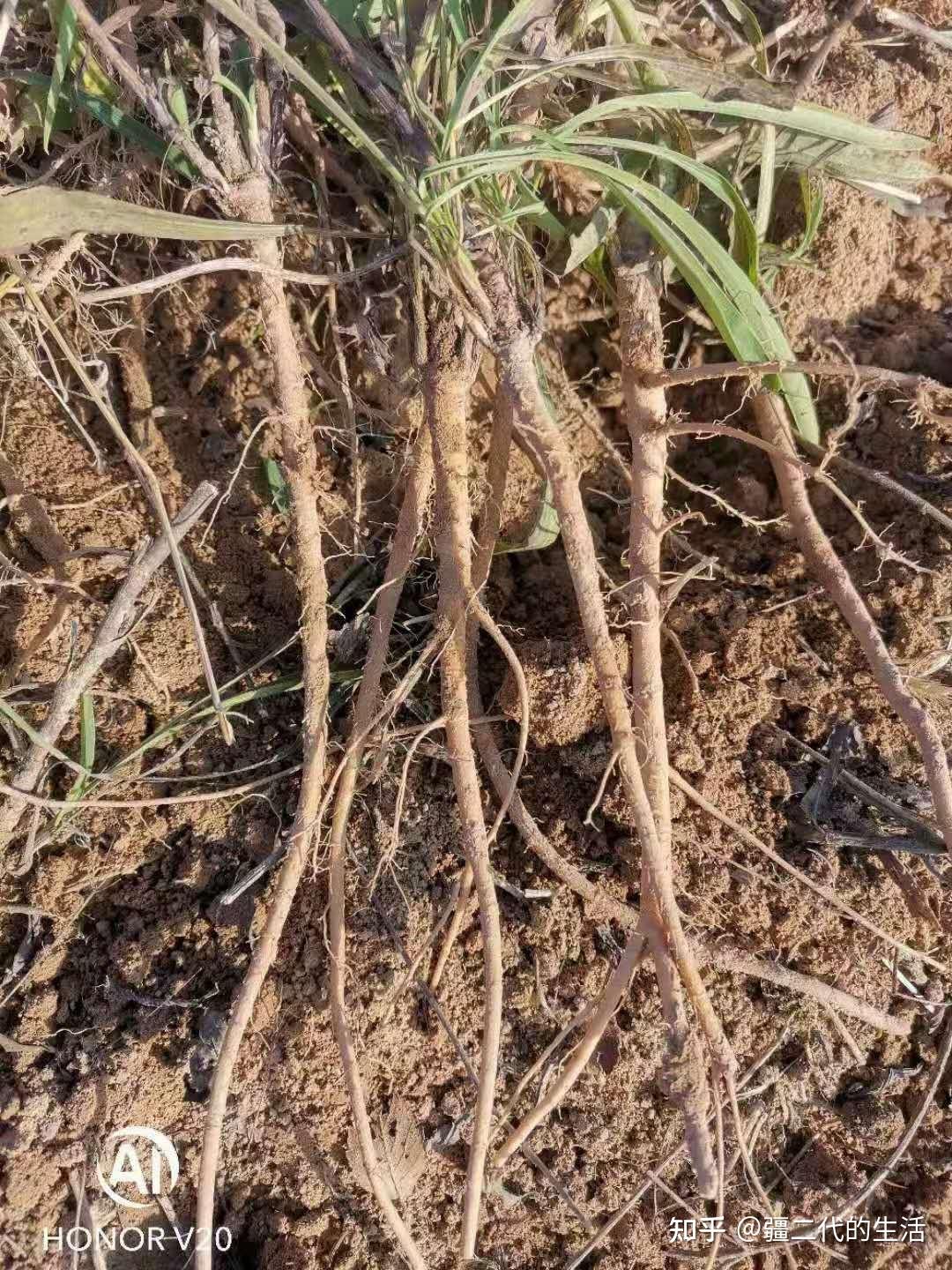 由于柴胡种类繁多,规格差异较大,质量鱼龙混杂,以次充好的现象层出不