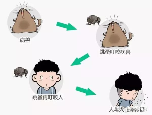 鼠疫为啥这么可怕?抵抗力差的小孩会被传染吗?