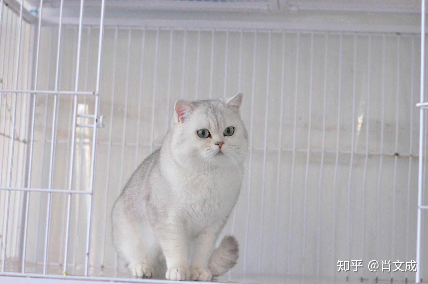 银渐层猫 知乎