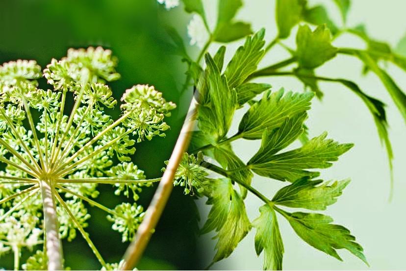 名称:danggui 学名:angelica sinensis 植物科属:伞形科白芷(当归)属