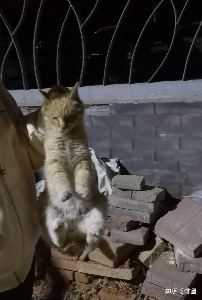 你有被流浪猫赖上的经历吗