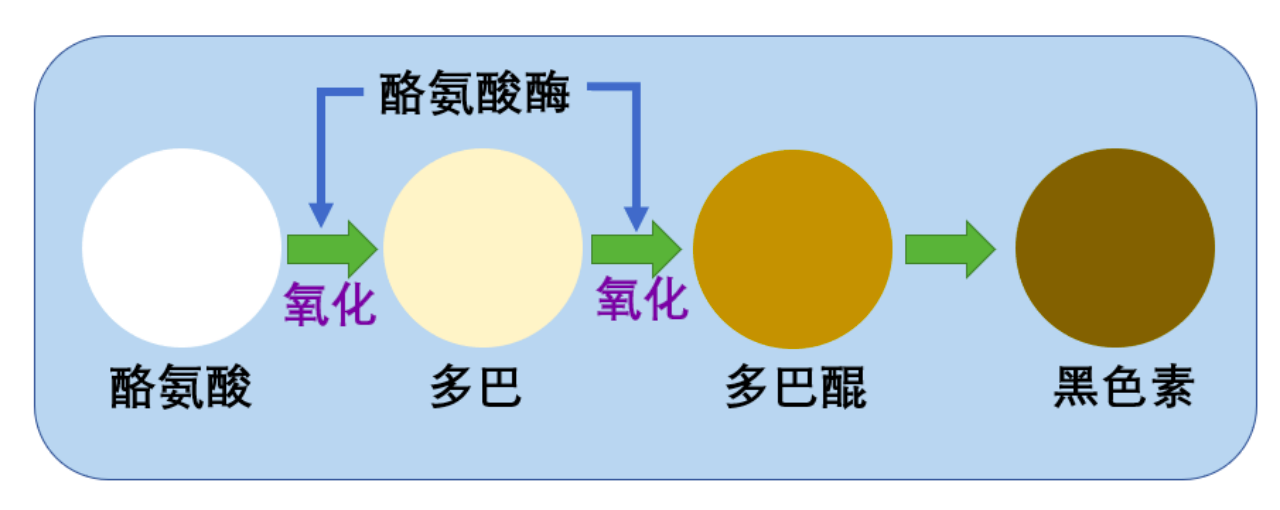 图 2:黑色素产生的过程