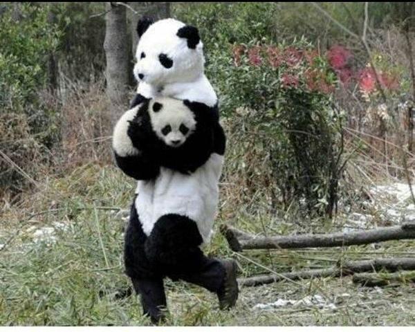 外国人喜欢熊猫吗?
