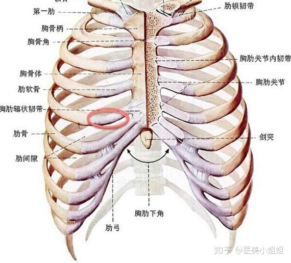 耳软骨和肋骨鼻有什么区别?【鼻整形科普】