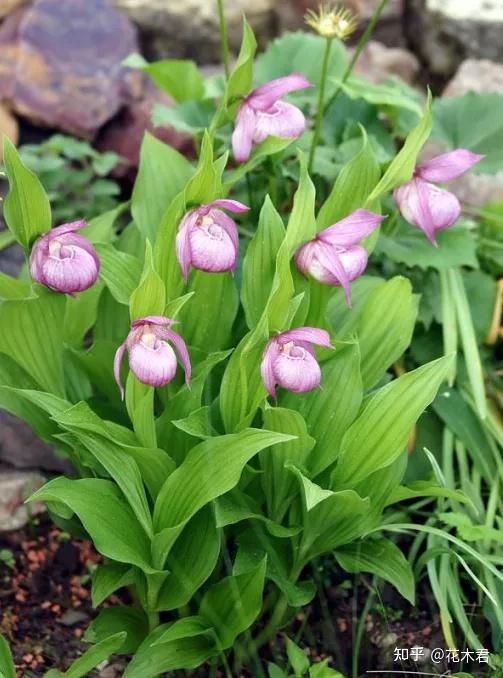 和山西杓兰(c shanxiense s.c.ch