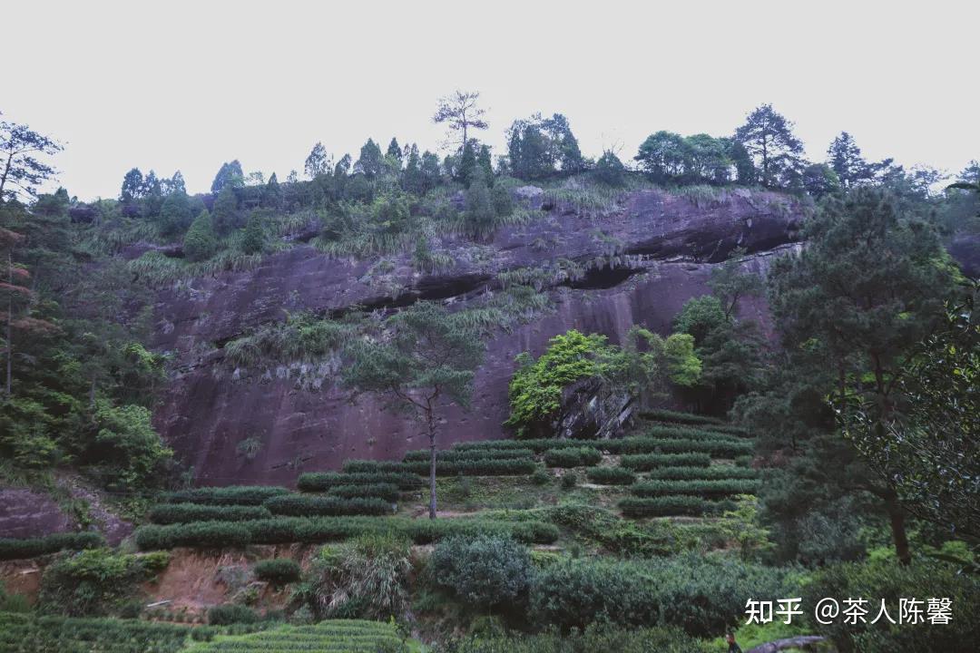 武夷山正岩半岩洲茶在地理环境上究竟有什么区别