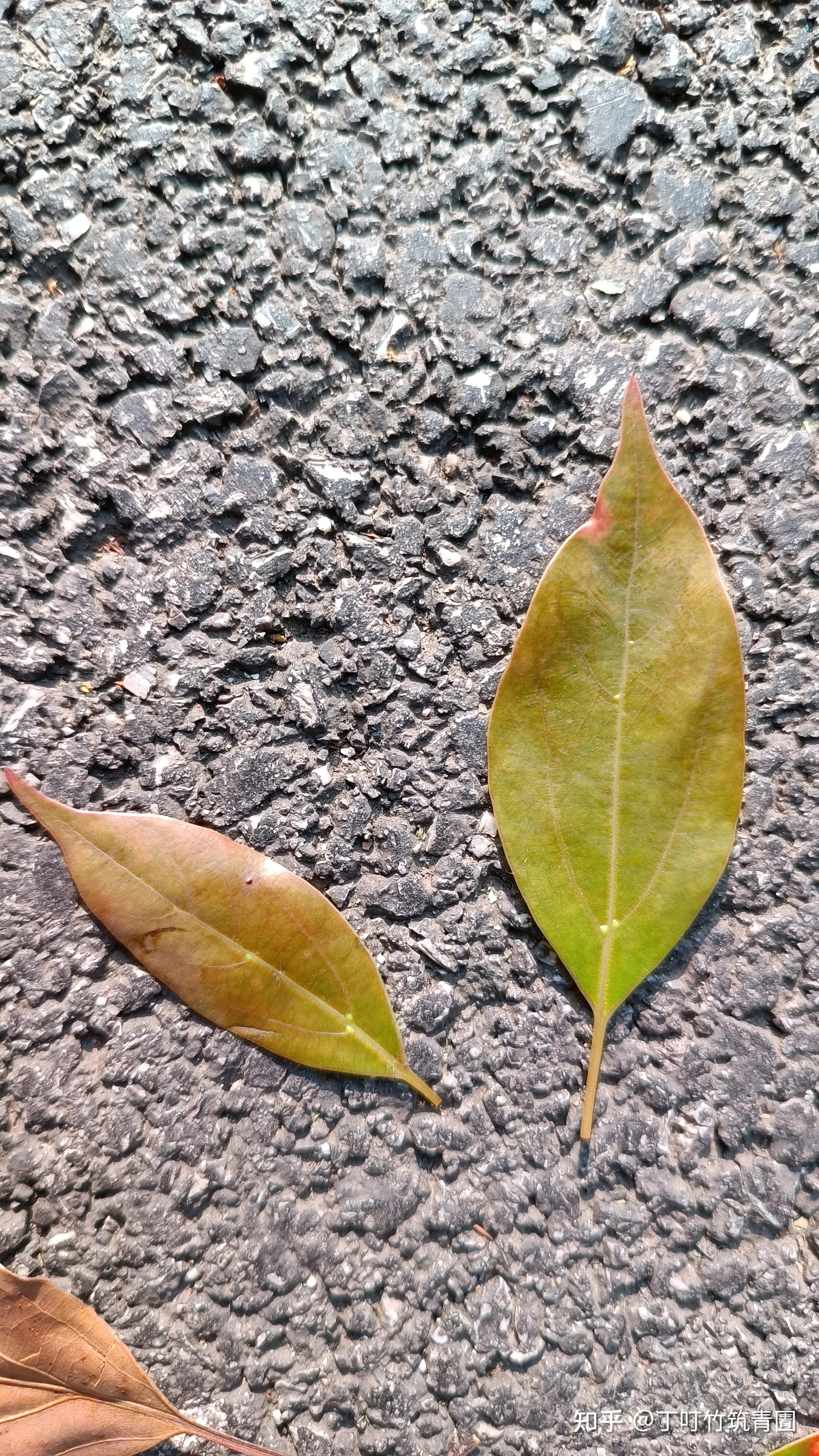 豫章城里看郁樟