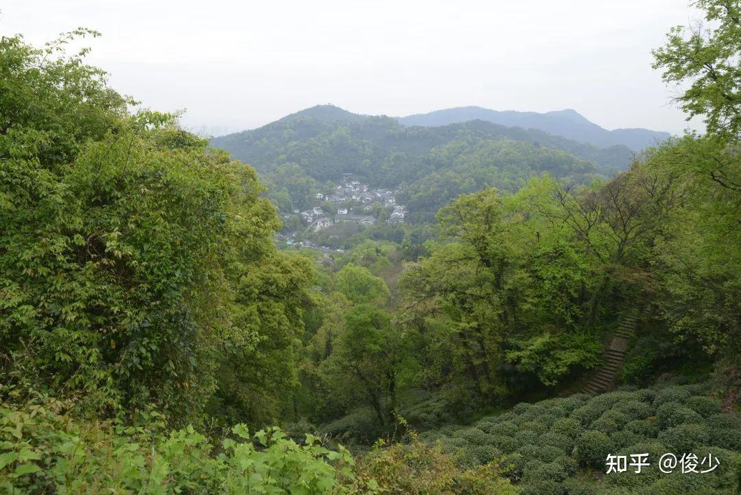 几个小而美的西湖龙井山场