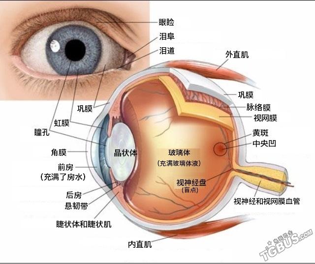 眼珠会感到冷吗