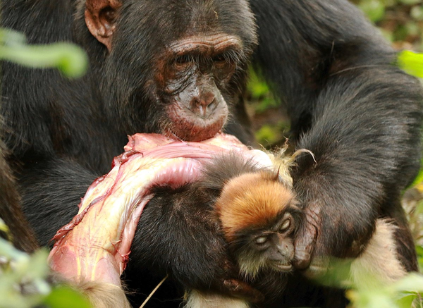 黑猩猩捕食疣猴
