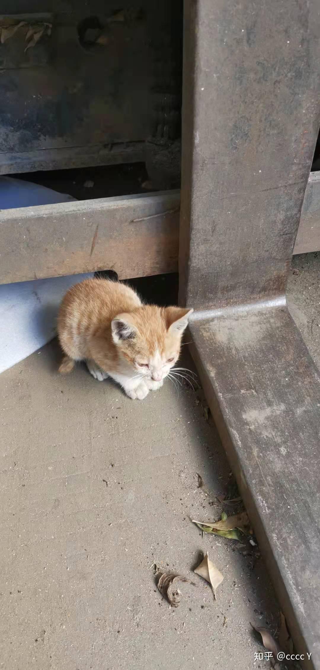 流浪猫蛋黄回家记