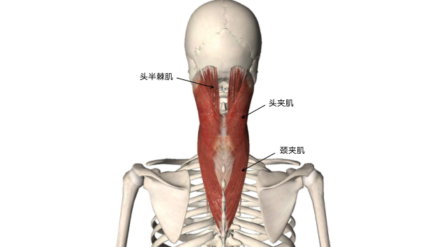 单侧收缩时,使头颈向同侧侧屈和回旋 颈夹肌起于t3-6棘突;止于c1-3横