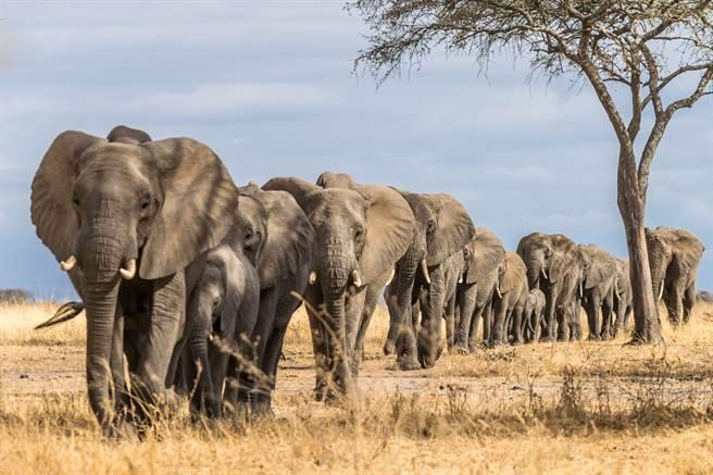 大象的寿命变短在动物园里更严重因为失去了自由