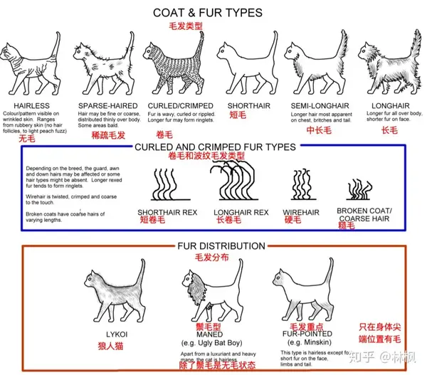 猫咪体型毛发和身体各部位种类汇总表