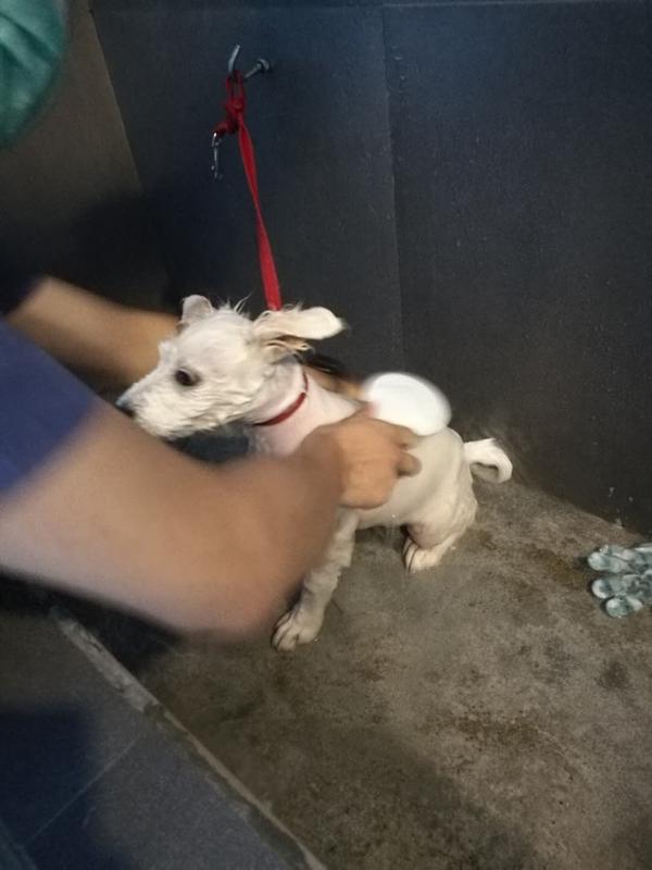 哈哈,落汤狗一只不过洗完澡澡,毛发好好