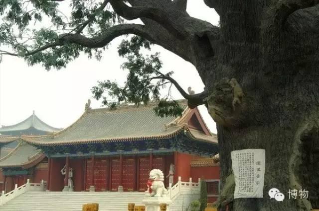 洪洞大槐树移民:小脚趾甲里的秘密