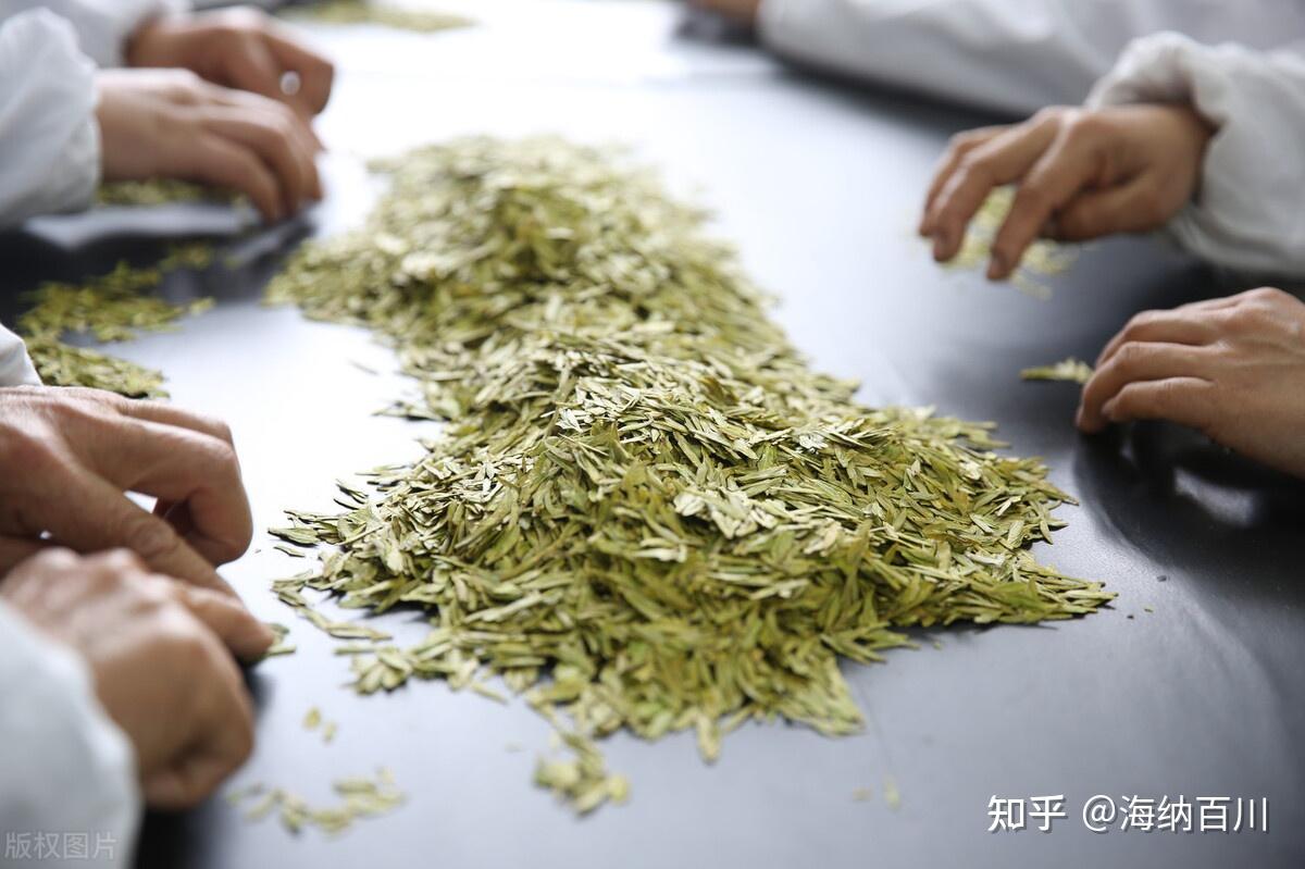 其加工工艺近似绿茶,只是在干燥过程中增加了一道"闷黄 工艺,使其在