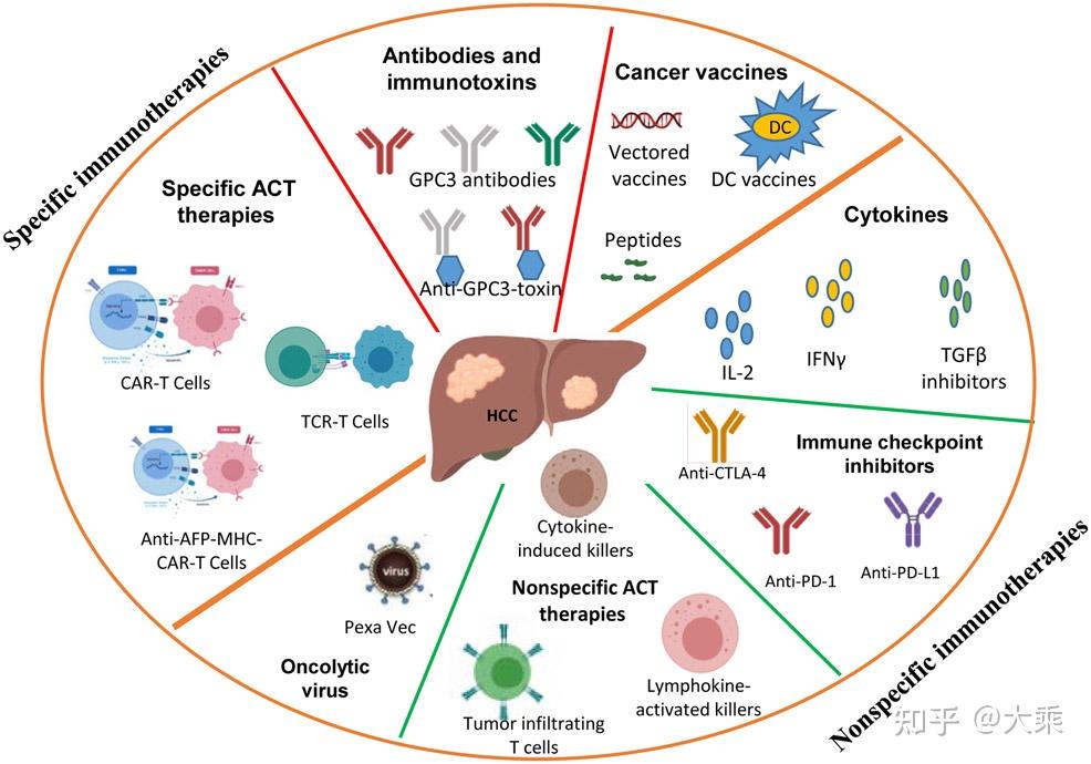 一文尽览原发性肝细胞肝癌的工程化t细胞carttcrt治疗