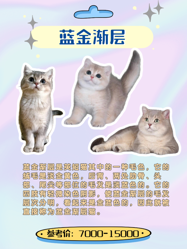 蓝金渐层色英短:国内相对来说比较热门的颜色.