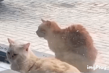 流浪猫是所谓的