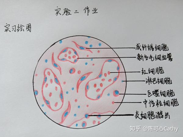 病理学红蓝铅笔绘图实验作业