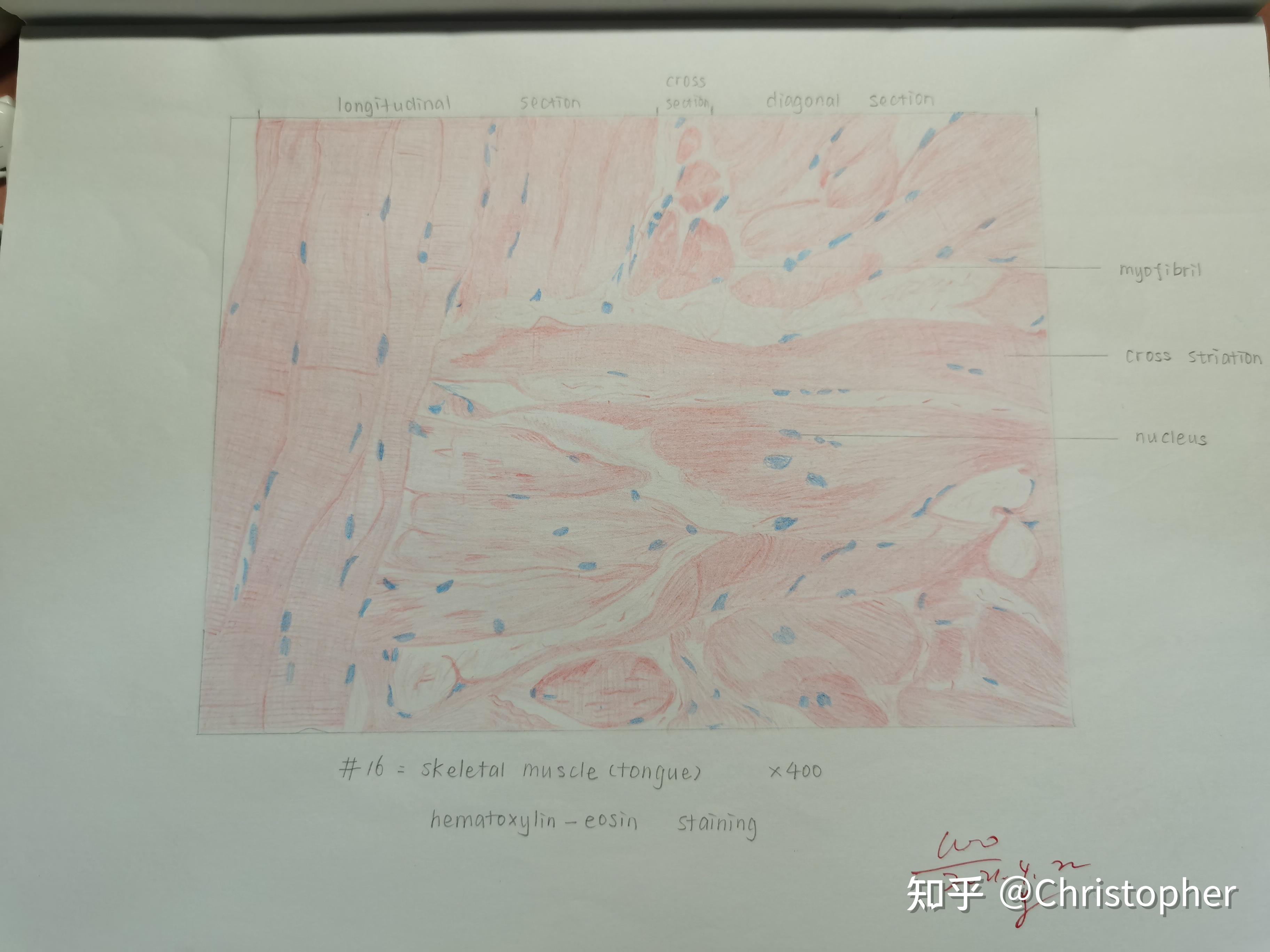 组织胚胎学红蓝铅笔绘图