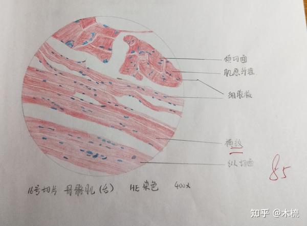 医学生组胚绘图记录