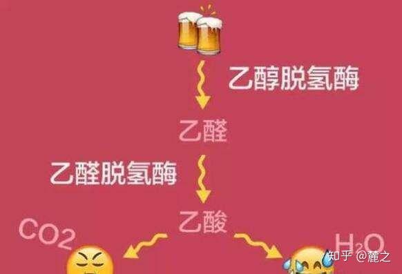 人体解酒是通过乙醇脱氢酶和乙醛脱氢酶相互作用,同一个人每天不同