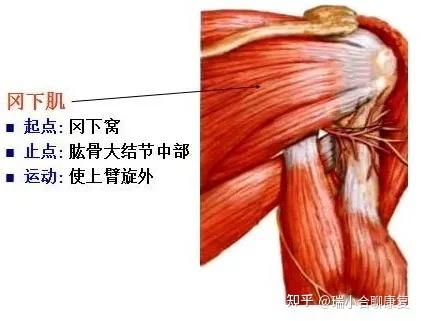 肩部解剖结构特征