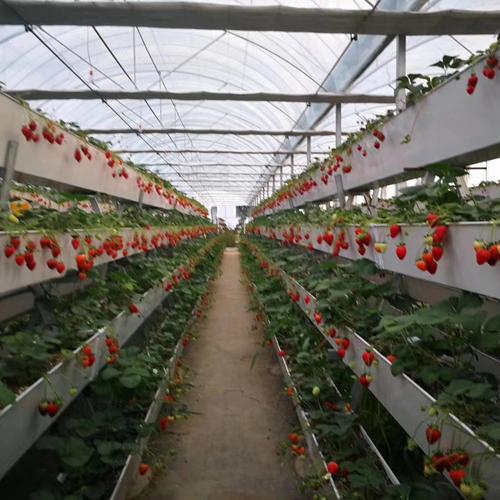 潮汐苗床15031856801灌溉设备,大棚育苗床,温室花卉 草莓立体种植槽