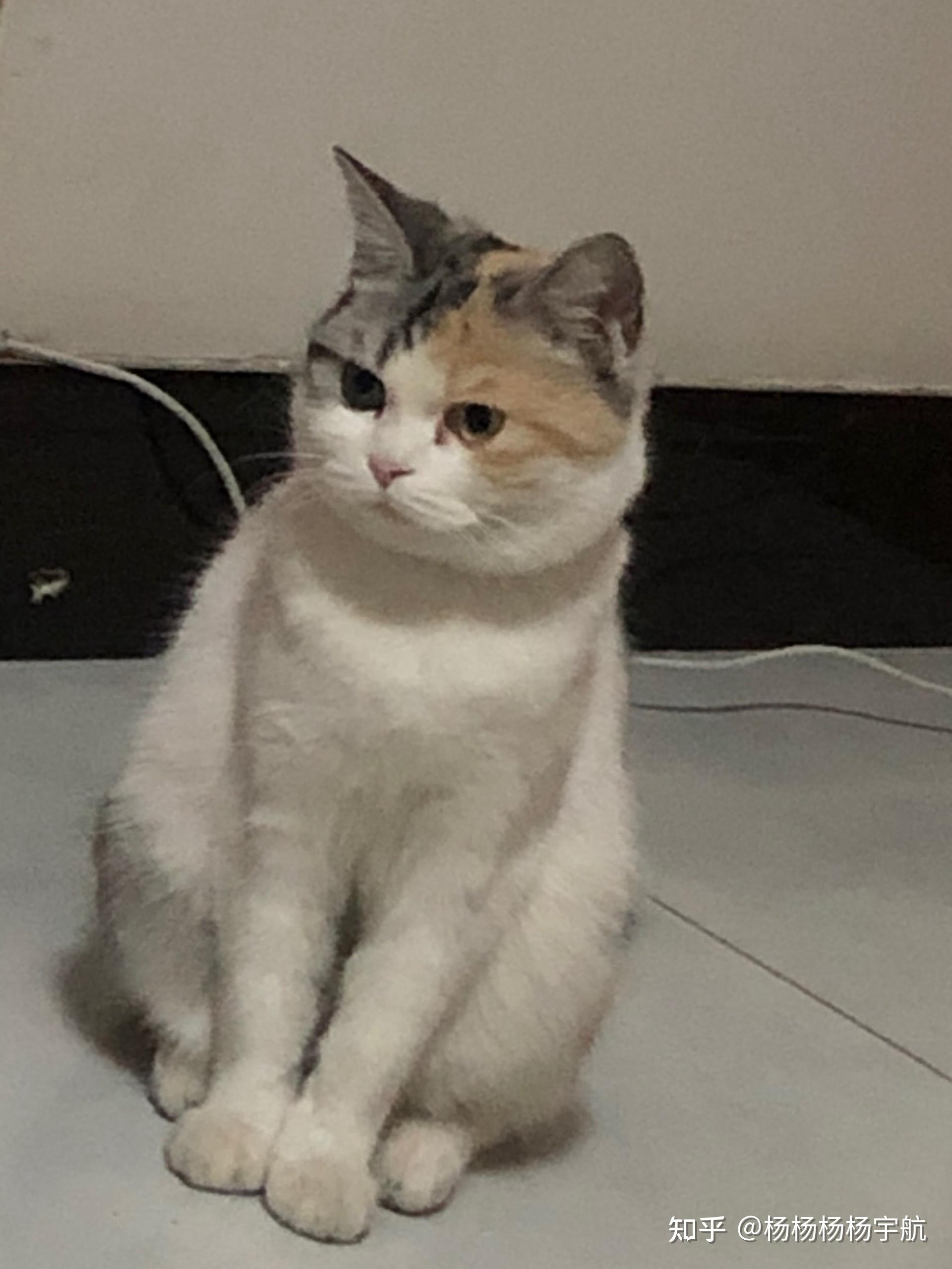 家猫三花和美短英短的串配出来的三花再和英短配会生出来什么猫