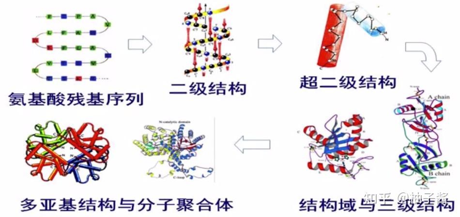 蛋白质分子中结构模体和结构域超二级结构有什么区别以及他们与二三级