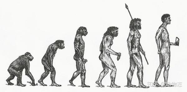 现代人的进化经历了四个阶段:南方古猿→能人→直立人→智人.