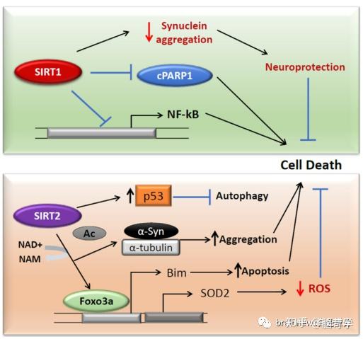 frontpharmacol神经退行性疾病中sirt1和sirt2活性的控制