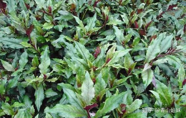 野菜全集(二)