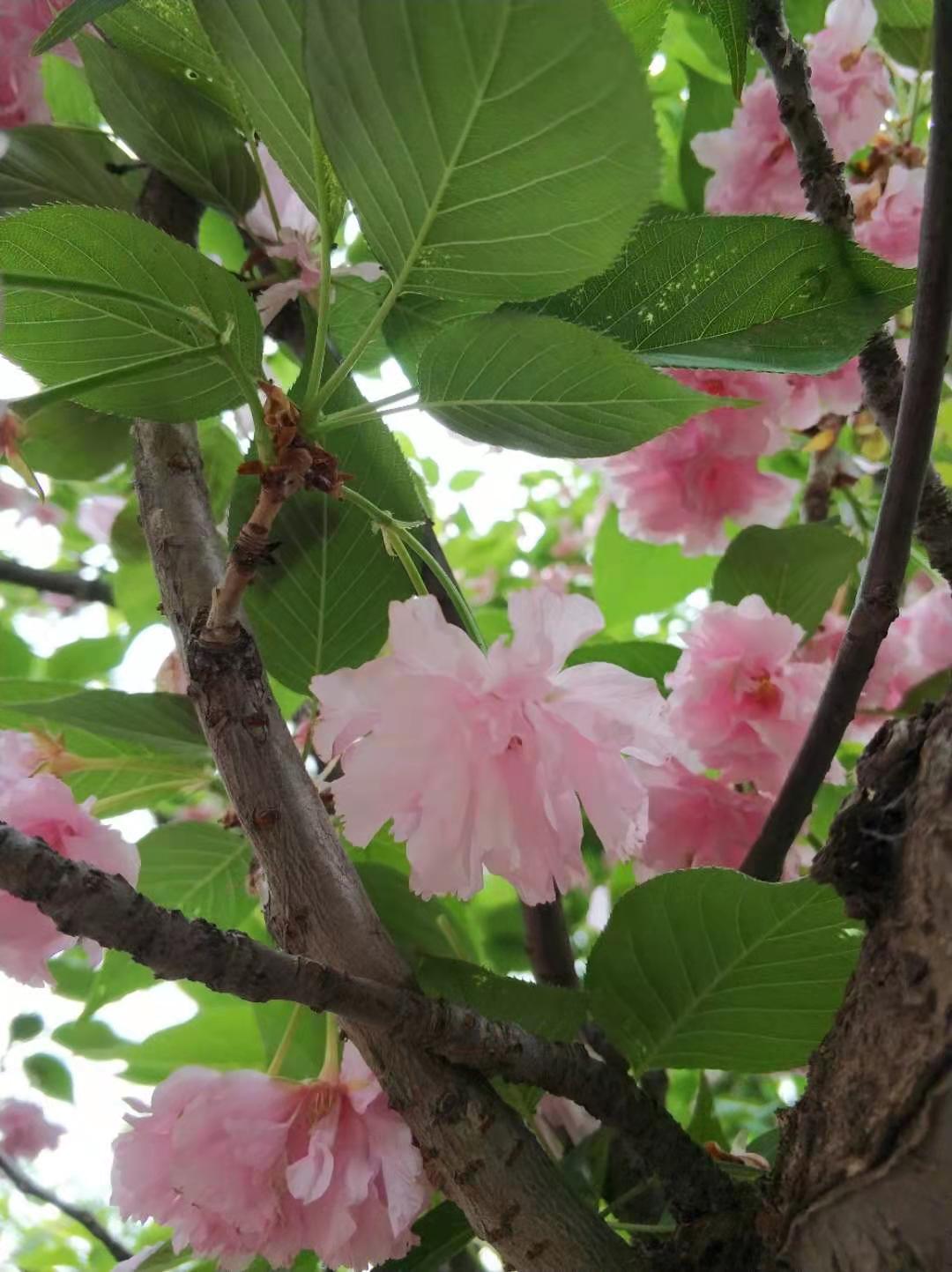 樱花の花语|樱花の诗句|描写樱花的段落