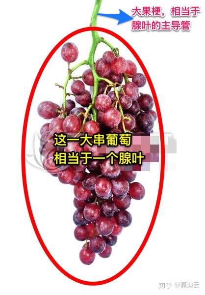 多个腺泡和腺泡导管集合起来,就是乳腺小叶.