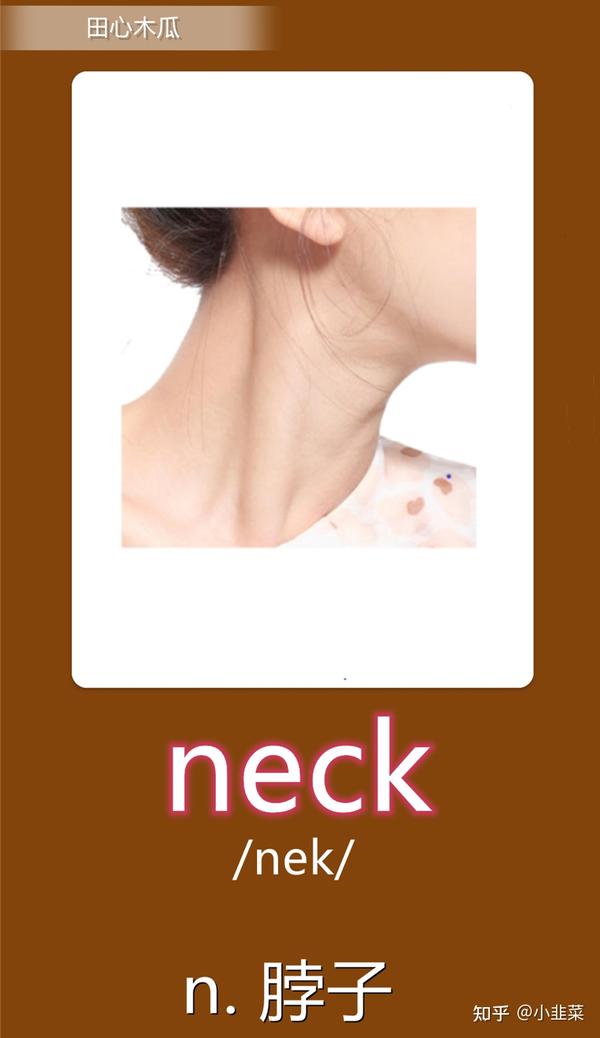 neck(脖子)