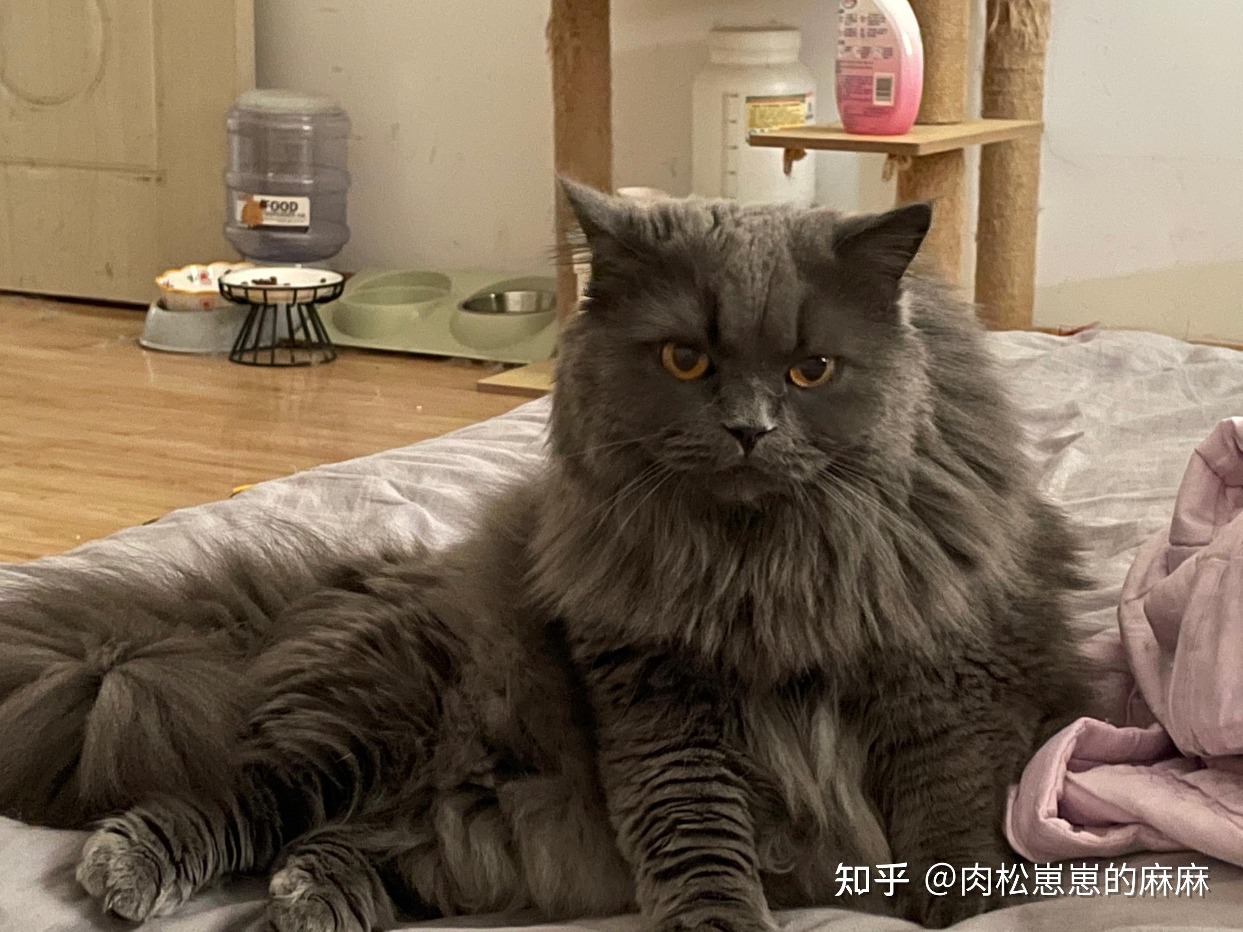 我买的英短为什么是个长毛猫