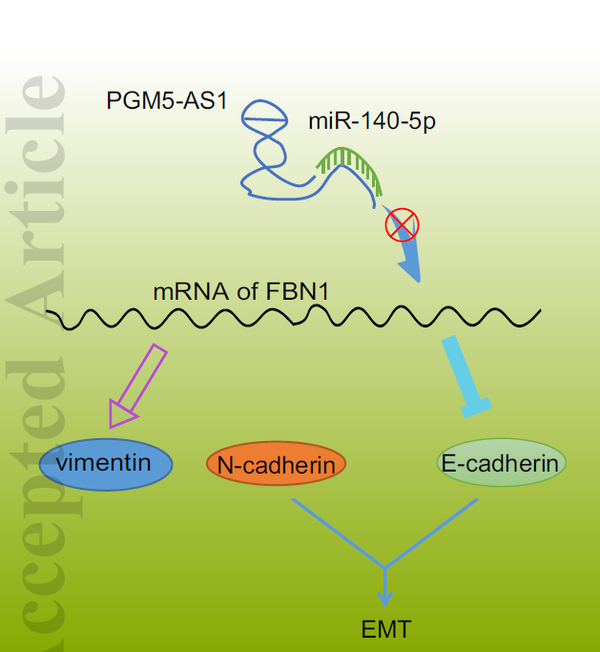 lncrna