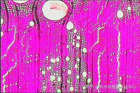 消费指南-一字之差,橡胶木≠橡木