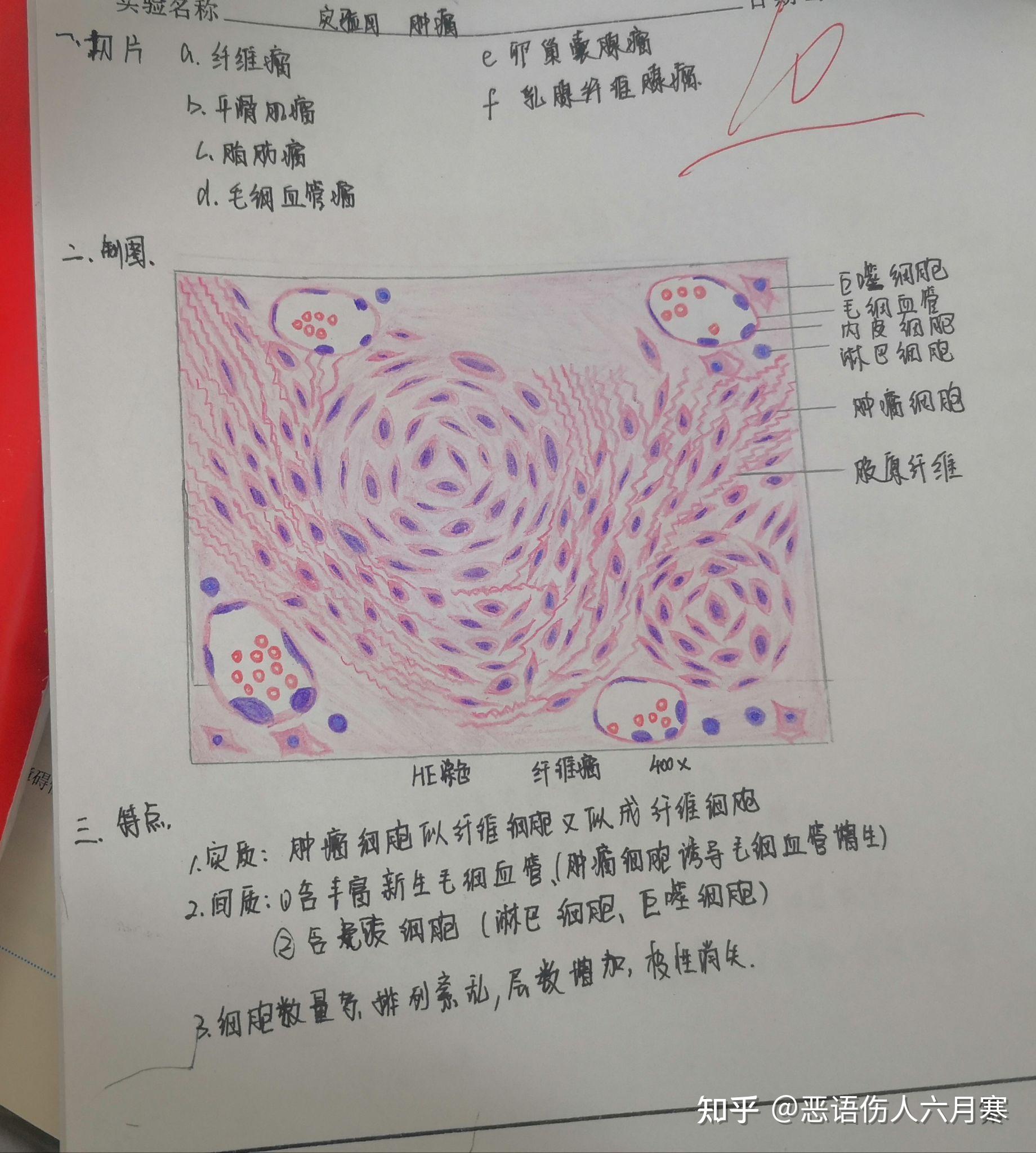 病理切片绘图