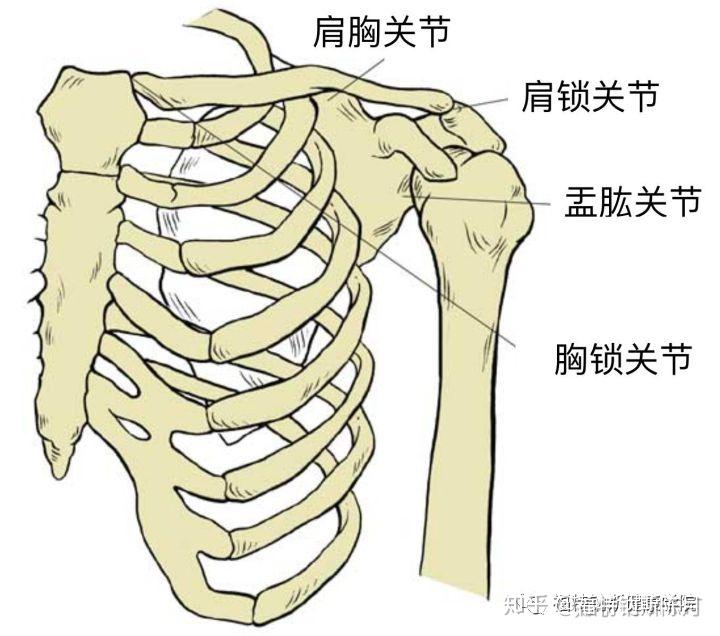 肩胛骨与胸廓后侧面的接触位置,并非真正的关节盂肱关节(glenohumeral
