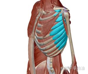 激活前锯肌加强肩胛骨和核心的联系