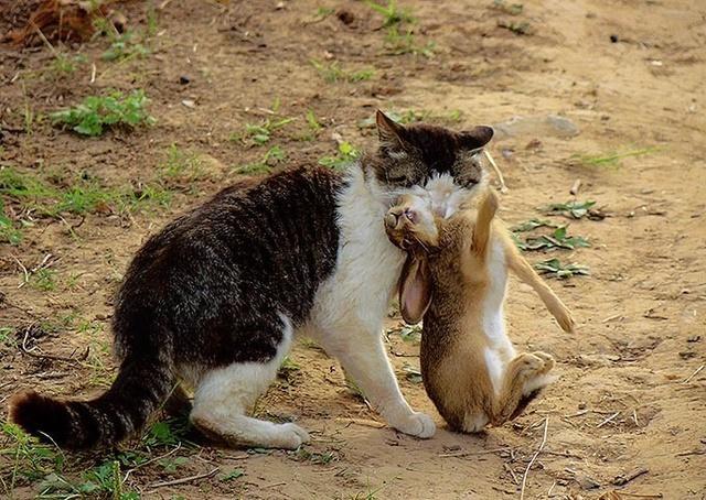 猫是怎么抓住兔子的